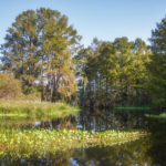 Sweetwater Creek Cypress