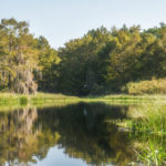 Sweetwater Creek - Egret