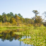 Sweetwater Creek