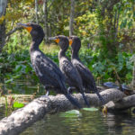 The Three Cormorants on the Silver River