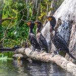 Three Cormorants - Silver River