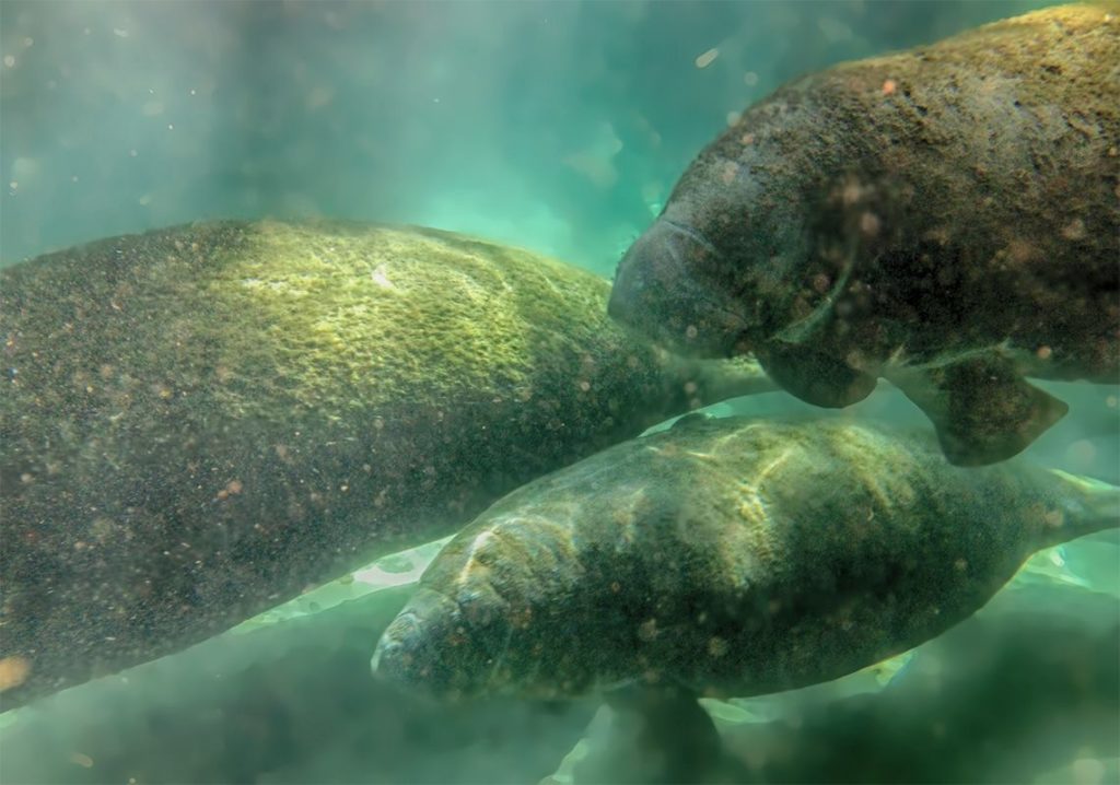 Three Manatees Under kayak - Crystal River