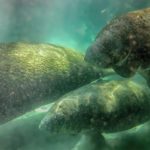 Three Manatees Under kayak - Crystal River