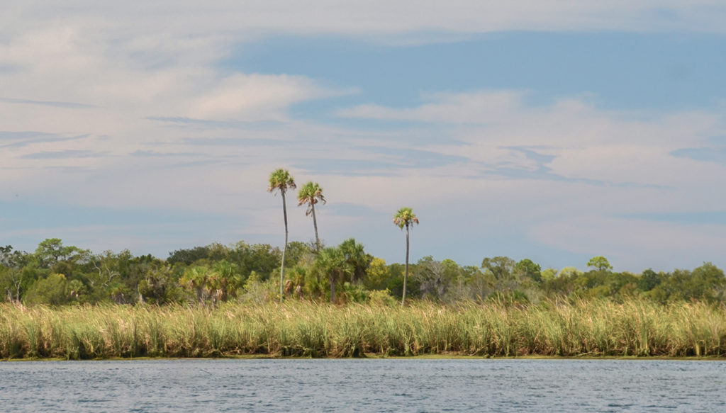 Three Palms - Kings Bay