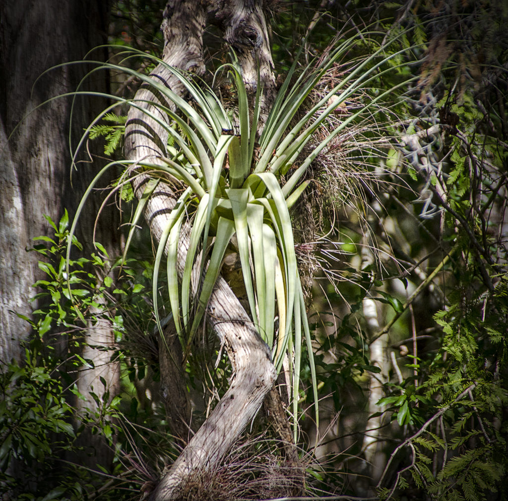 Tillandsia spp - Bear Creek