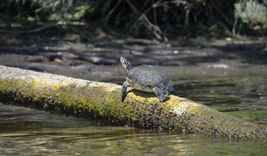 Turtle Sunning - Banana Island