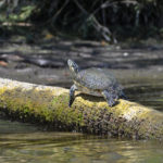 Turtle Sunning - Banana Island