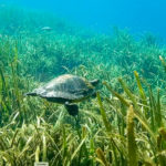 Turtle swimming Silver River