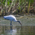 Wood Stork - Kings Bay