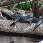 Young Alligator - Ocklawaha River