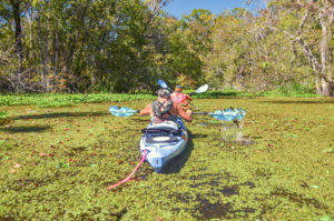 A tough Duckweed Clog