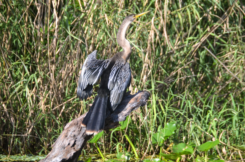 Anhinga on St. Johns River