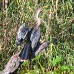 Anhinga on St. Johns River