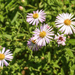 Asters - Haw Creek