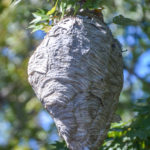 Bald Faced Hornet Nest - Haw Creek