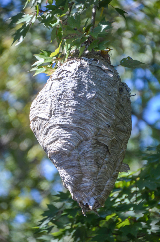 Bald Faced Hornet Nest - Haw Creek