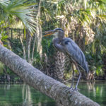 Blue Heron - Blue Springs Run