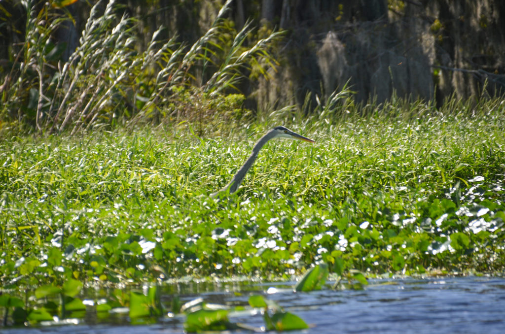 Blue Heron - Dead River