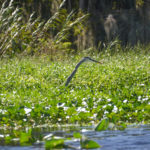 Blue Heron - Dead River