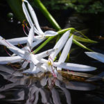 Broken Swamp Lily - Crinum americanum