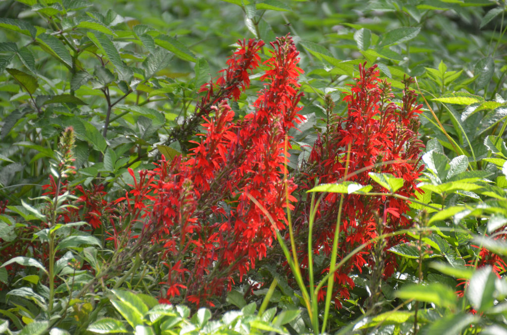 Cardinal Flower - Rainbow River