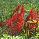 Cardinal Flower - Rainbow River