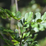 Crataegus spp. - Haw