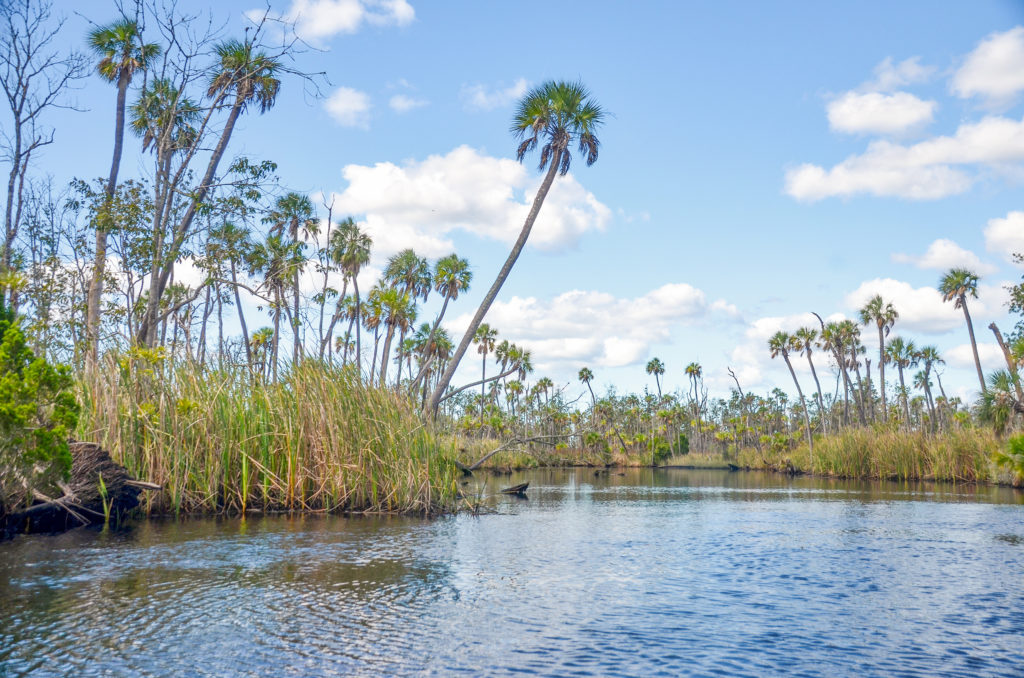 Crawford Creek Palms