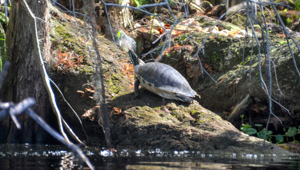 Dead River Turtle - Hontoon Island