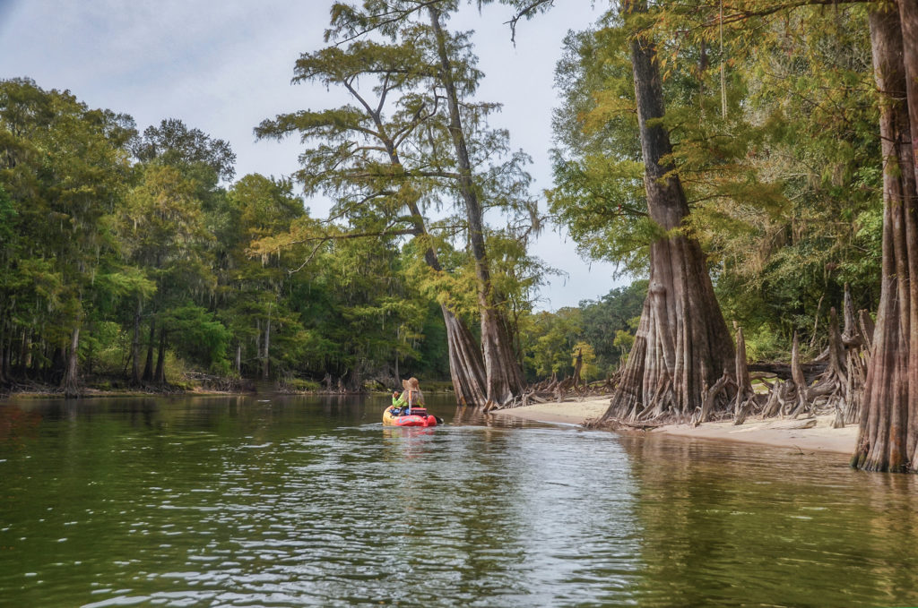 Paddling beneath Santa Fe River Cypress