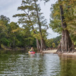 Paddling beneath Santa Fe River Cypress