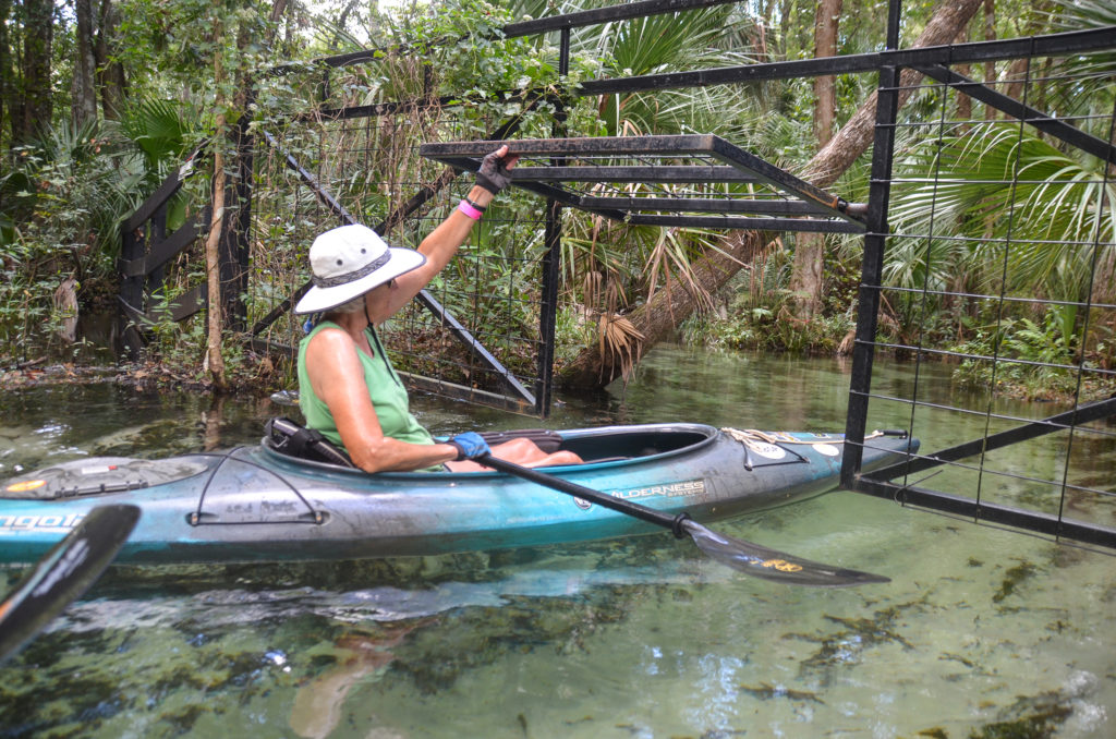 Gate opens at Gissy Spring Run