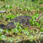 Gator Back - Dead River