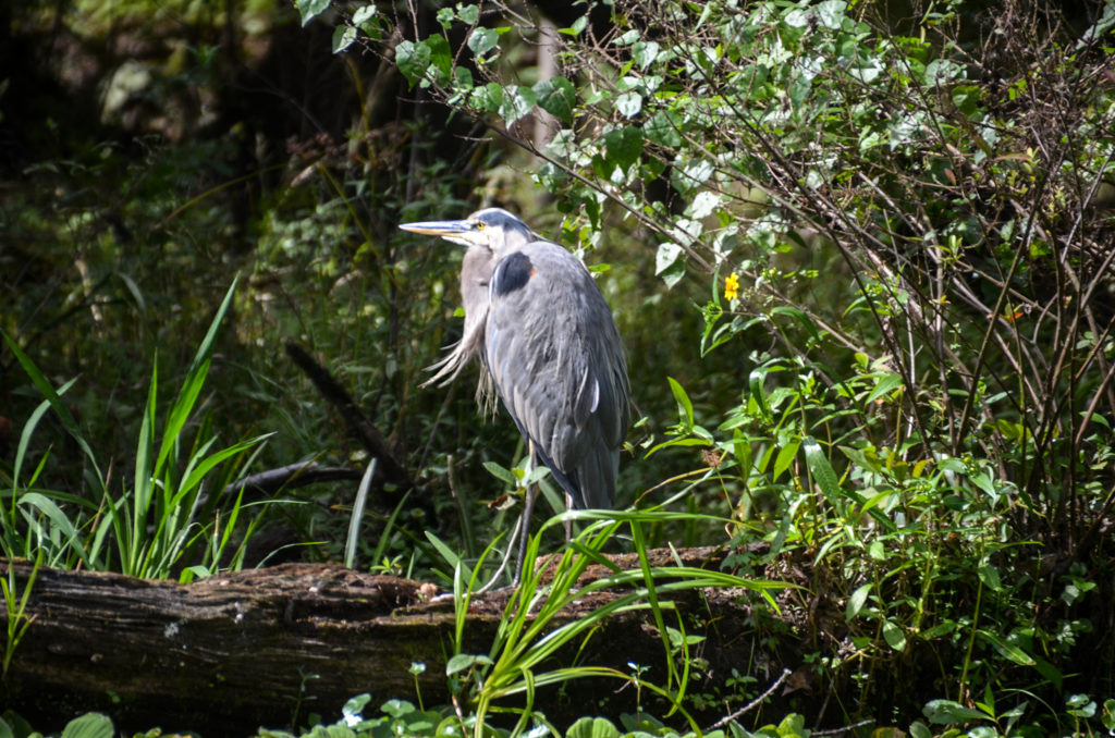 Great Blue Heron - Ichetucknee River