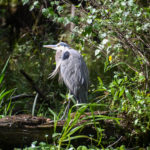 Great Blue Heron - Ichetucknee River