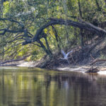 Heron on the Suwannee River