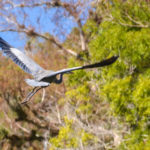 Heron over Haw Creek