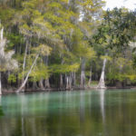 Ichetucknee River Meets the Santa Fe River