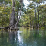 The Ichetucknee River