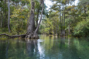 The Ichetucknee River