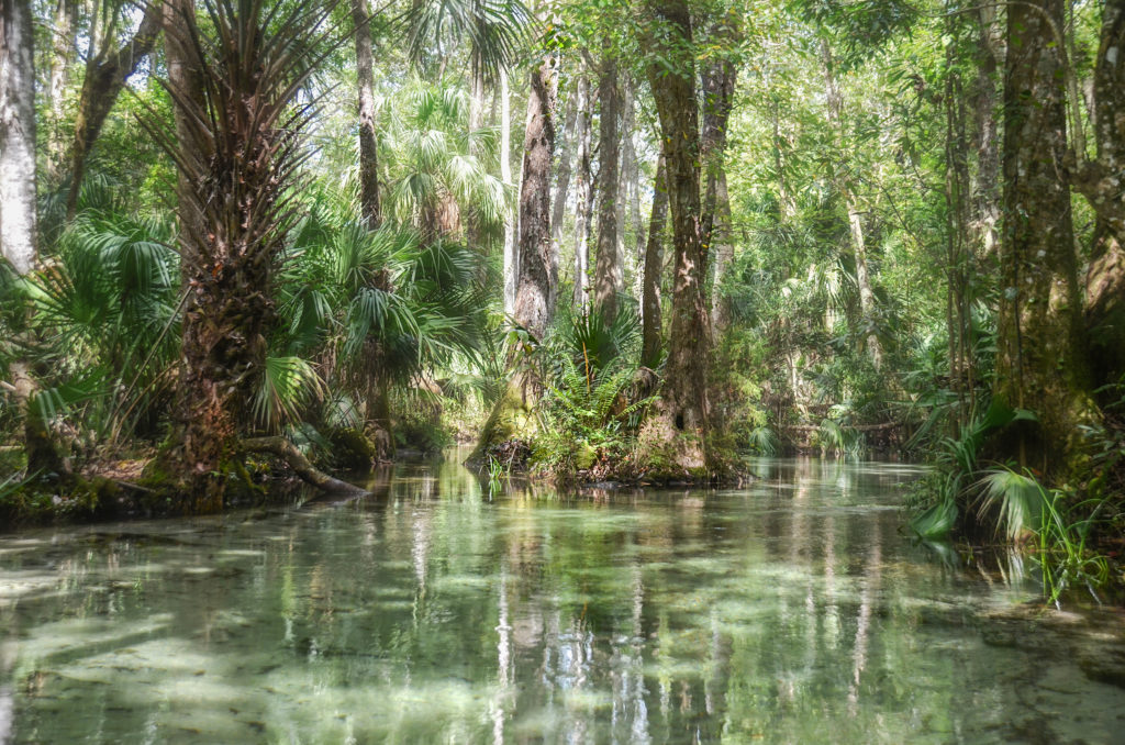 Island in Gissy Spring Run