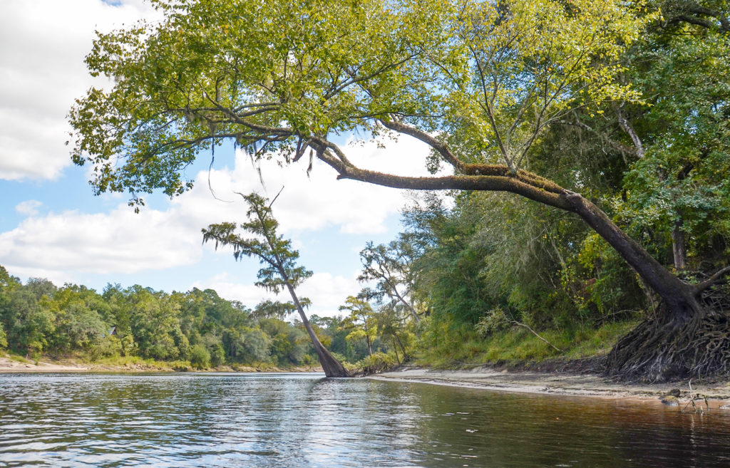 Leaning Cypress - Suwannee River