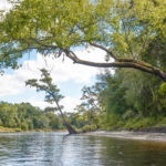 Leaning Cypress - Suwannee River