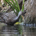 Limpkin - Ichetucknee River