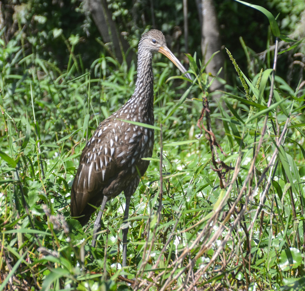 Limpkin on Dead River