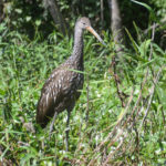 Limpkin on Dead River