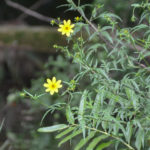 Marsh Beggartick - Bidens mitis