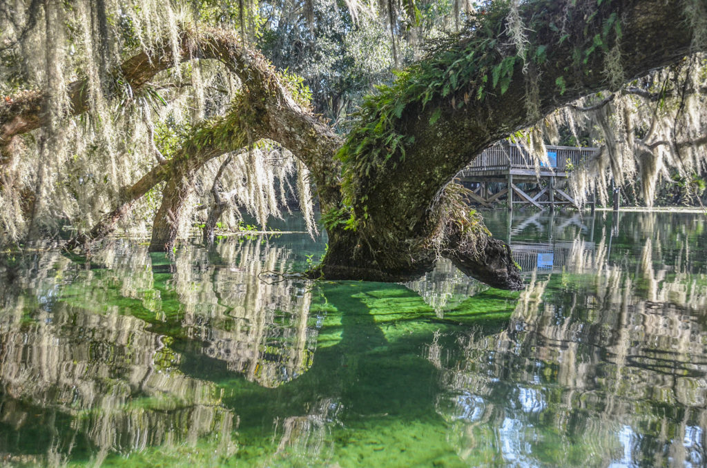 Oak on Blue Springs Run