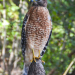 Red Shouldered Hawk - Suwannee River