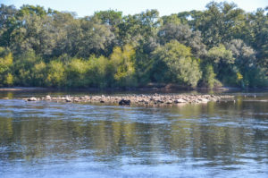 Rocks at Owen Springs Launch - Suwannee River